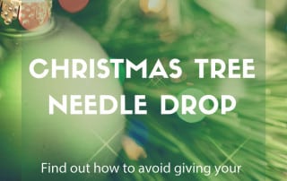 christmas tree needles