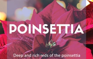 poinsettia facts