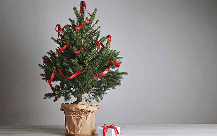 How to plant out a real Christmas tree in the garden