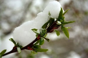 Rose-petal-salad-2