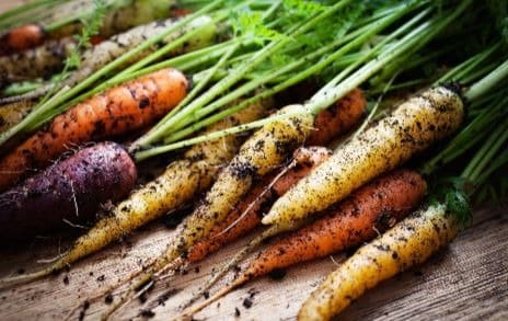 colourful carrots, covered in soil