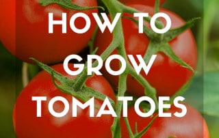 How to grow tomatoes