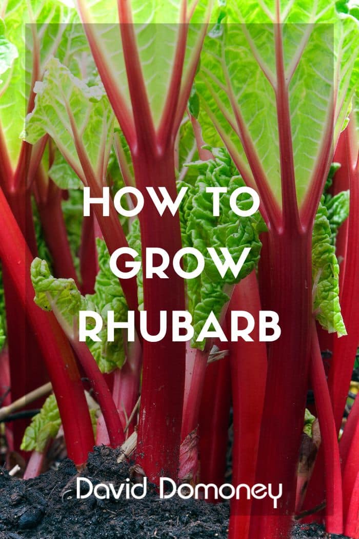 How to grow rhubarb