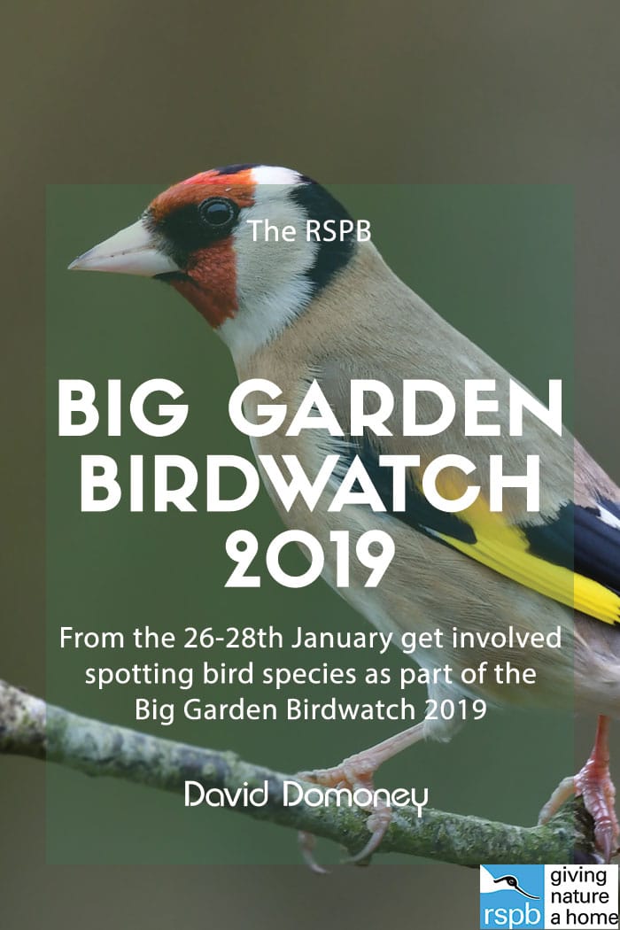 big garden birdwatch