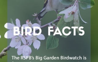 Top bird facts