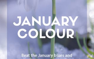 January colour
