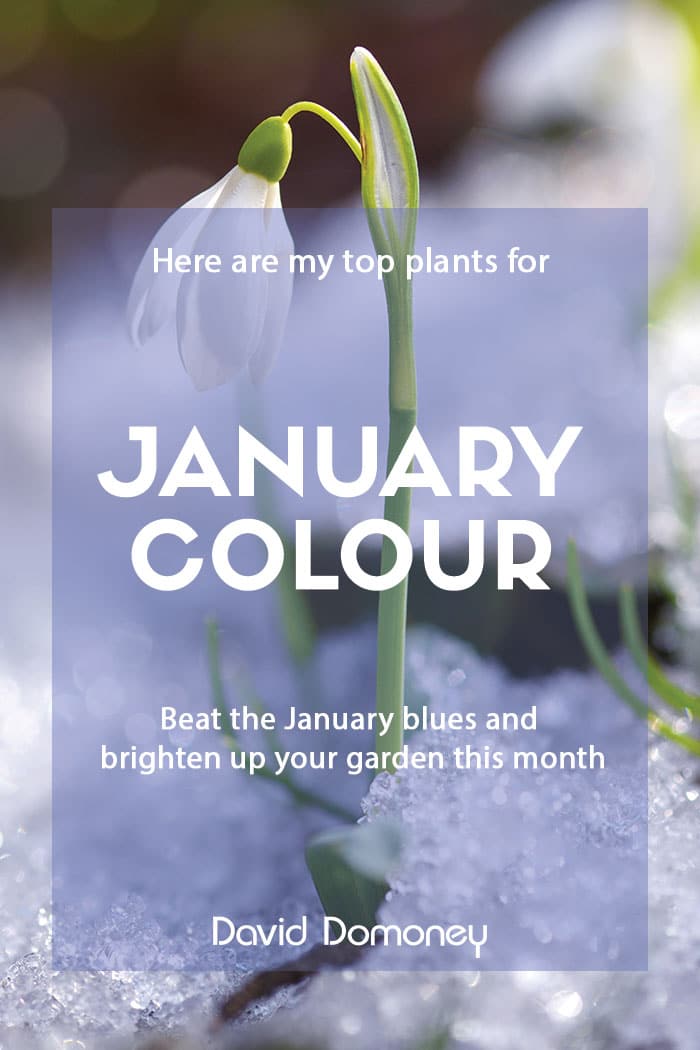 January colour