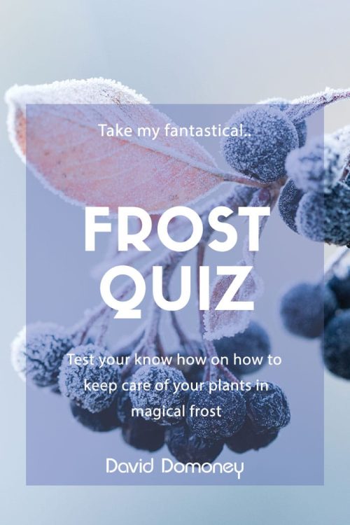 frost quiz