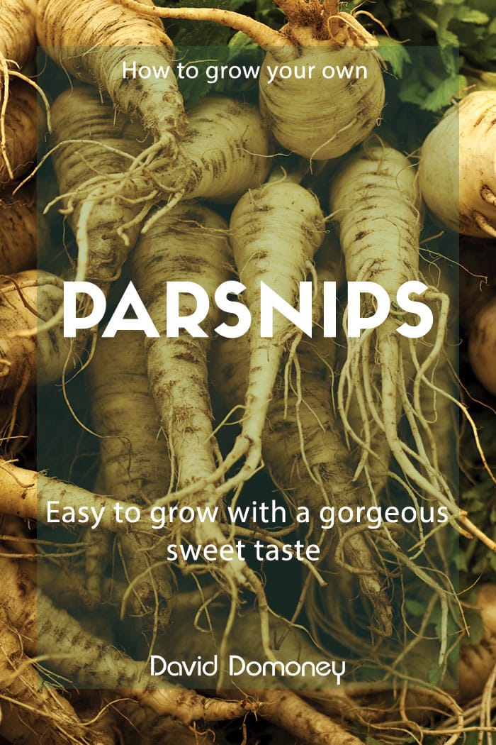 parsnips