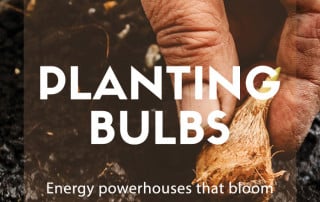 planting bulbs