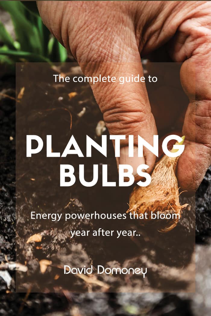 planting bulbs
