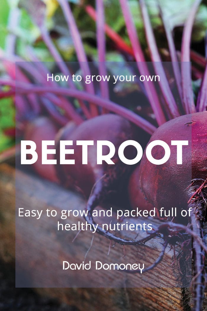 how to grow beetroot feature image