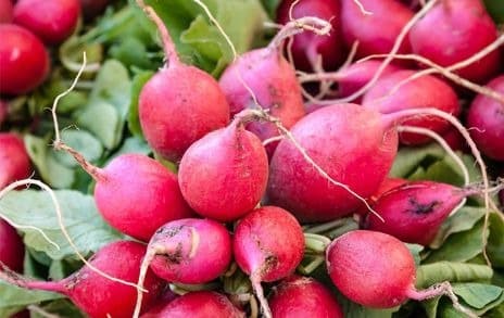 radishes bunched together