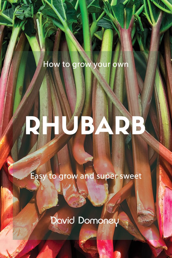 Rhubarb