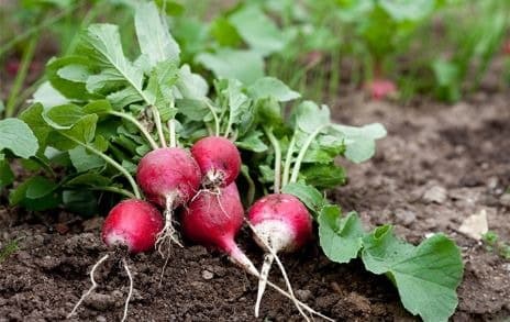 Radishes in the garden