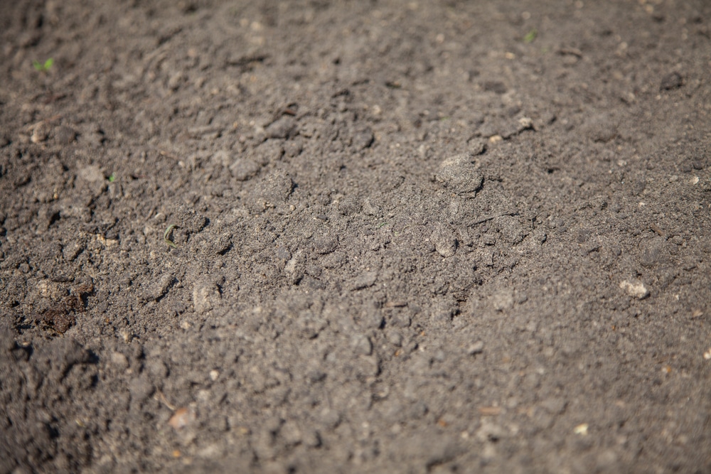 dry silty soil