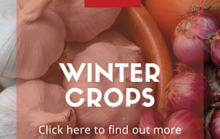 winter crops
