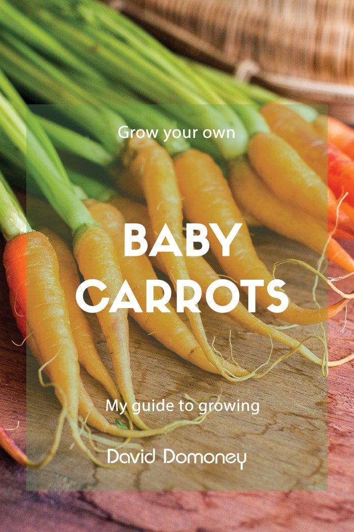 Baby carrots feature image