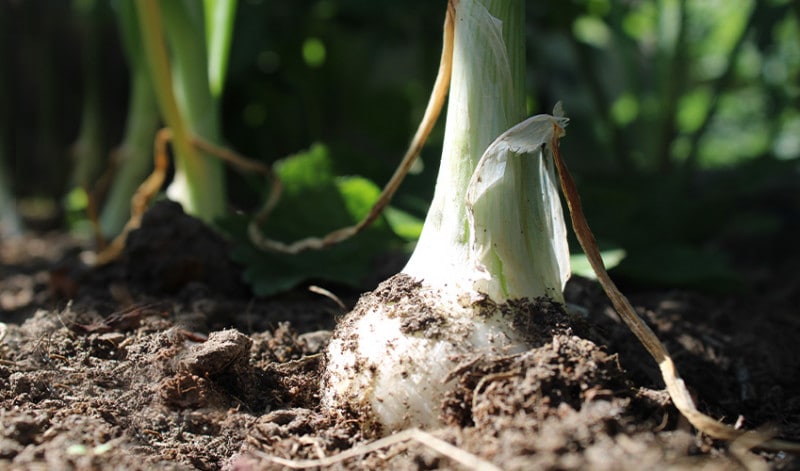 My onion ready to be harvested