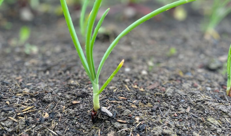My onion seedling when first planted