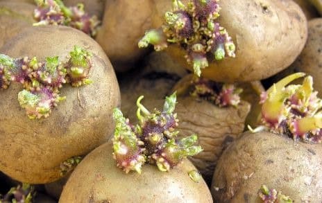 Chitting seed potatoes