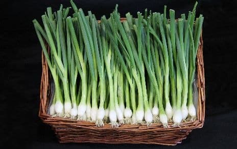 Spring onions