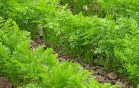 carrot foliage