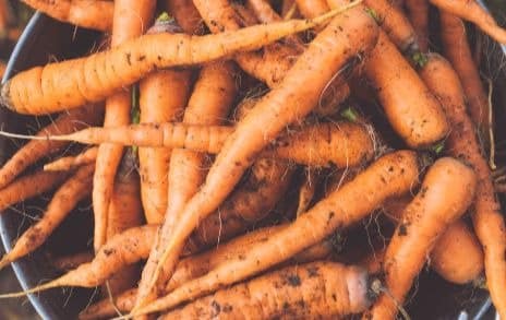 carrot harvest