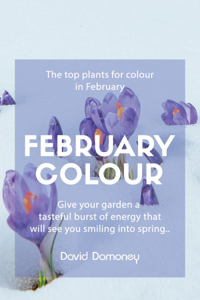 February colour