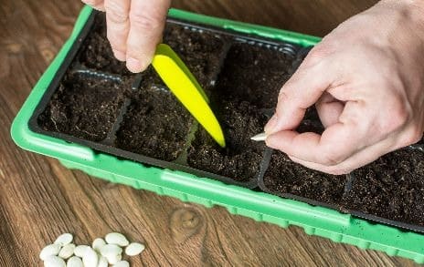 sowing seeds into a small seedling container