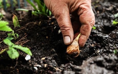 Planting seeds into soil