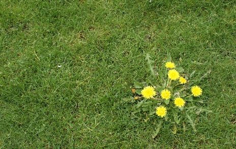 dandelions growing on a lawn
