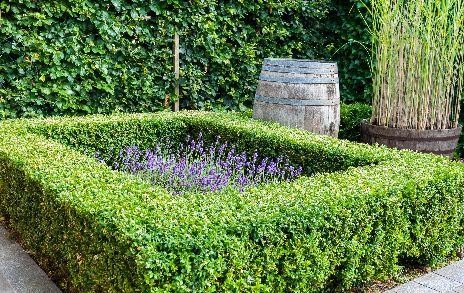 box hedging with lavender