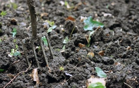 clay soil with pitchfork in
