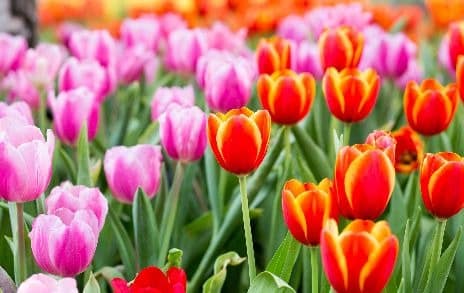 Tulips, pink and orange