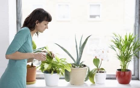 Houseplants on a windowsill being watered
