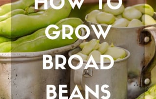 How to grow broad beans