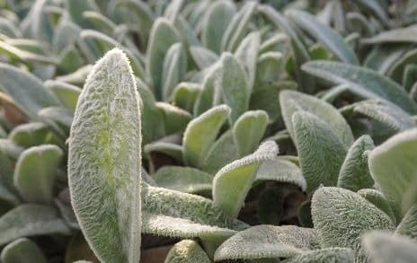 Lambs Ear