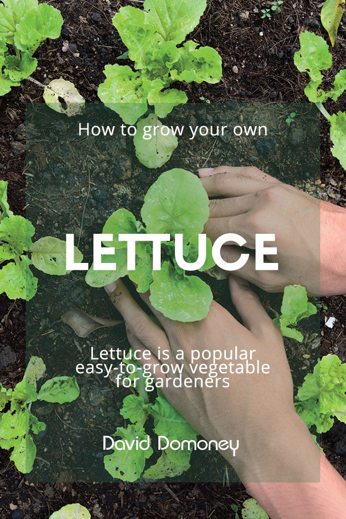 Lettuce