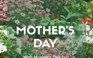 Potted flowers for Mothers Day Blog