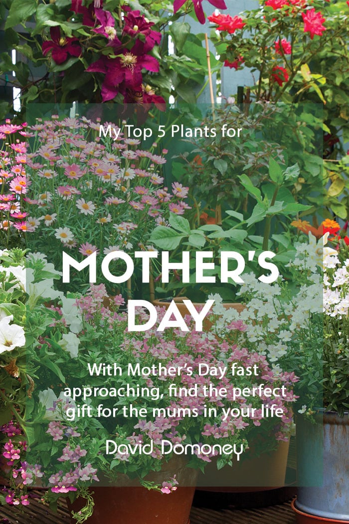 Potted flowers for Mothers Day Blog