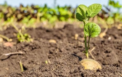 Sprouting potato growing in the ground