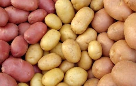 Different potato varieties