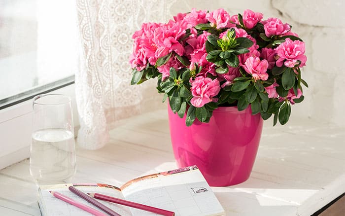 A potted Azalea houseplant