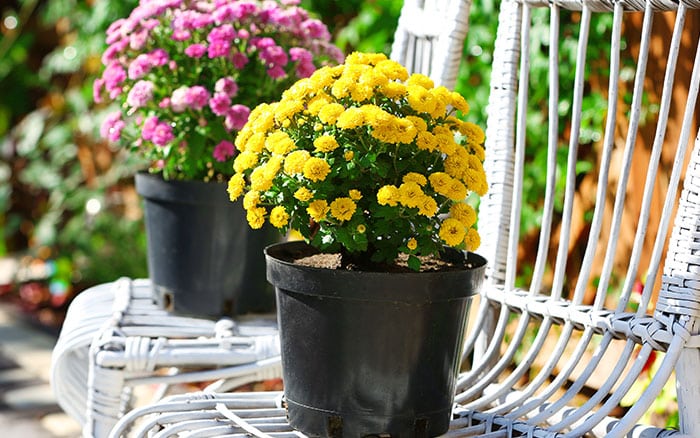 Potted Chrysanthemum houseplants on chairs.