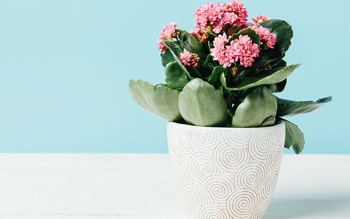 Potted Kalanchoe houseplant on a table.