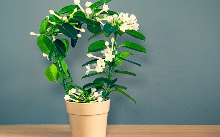 Potted Madagascar jasmine with a round hoop for climbing