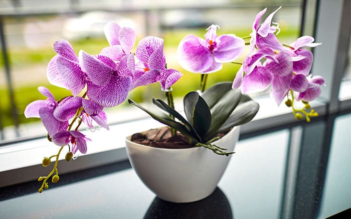 A potted orchid houseplant