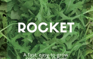 Rocket