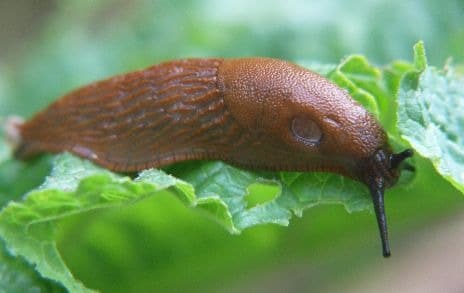 Slug on a leaf